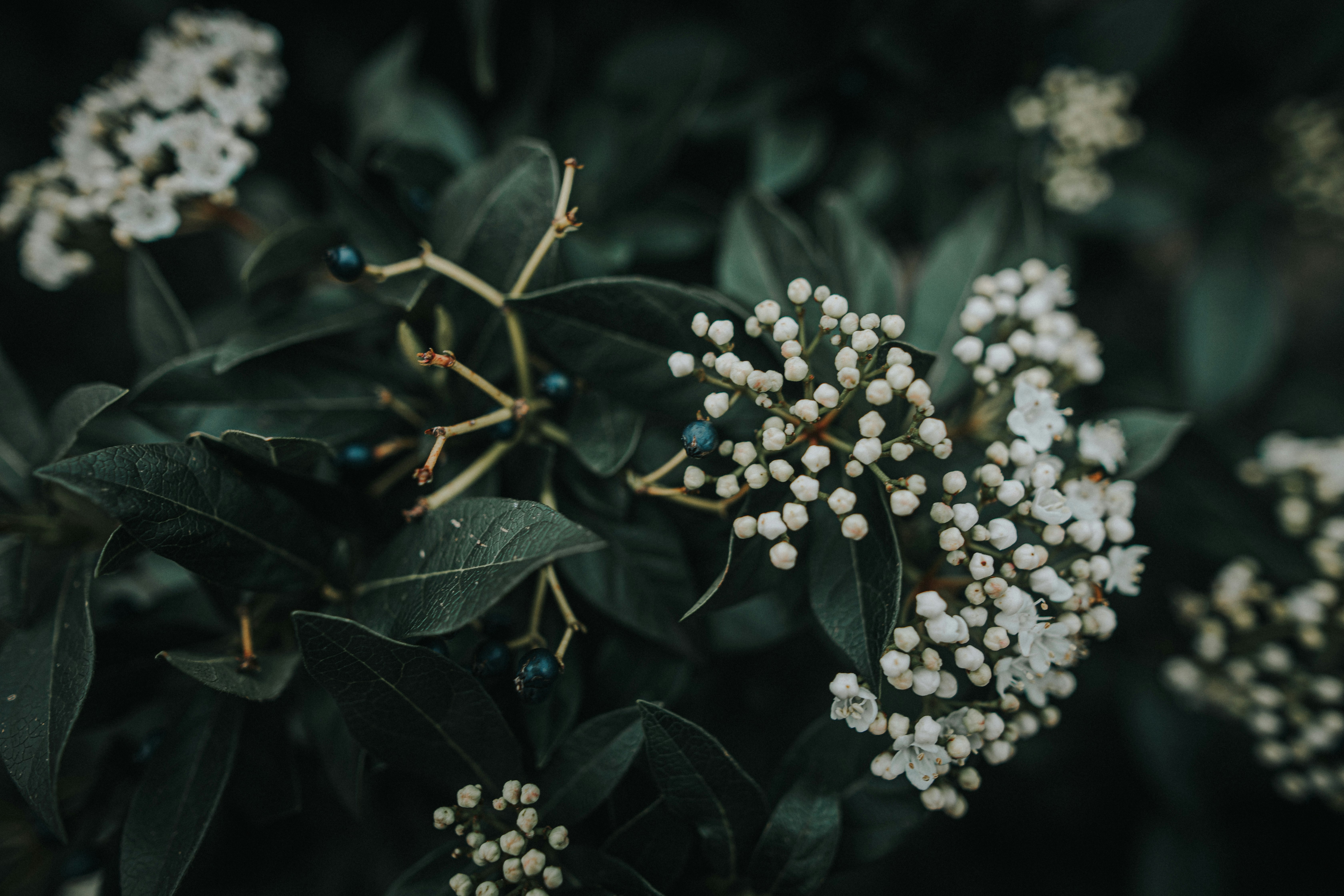 white round fruits on green leaves